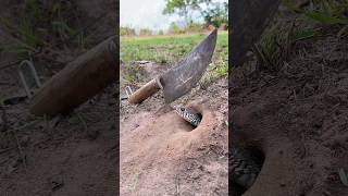 🐍 10 CRAZIEST Snake Moments EVER 🐍perpping2024offgrid survival mealssuriving in the wild [upl. by Mij]