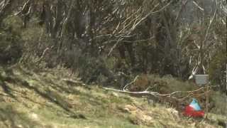 Thredbo MTB  Top to Bottom [upl. by Ihsoyim]