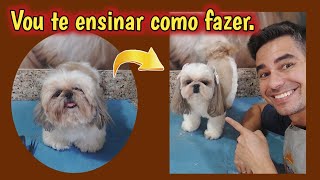 VOU TE ENSINAR A TOSAR UM SHIH TZU [upl. by Yvon127]