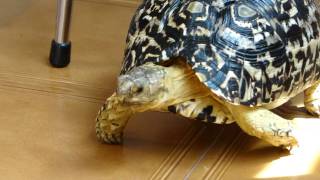 LEOPARD TORTOISE GEOCHELONE PARDALIS [upl. by Heeley]