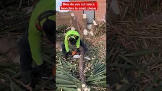 Removing 3 big yucca trees from this property full video coming soon🌳🌲yuccaplantas treeremoval [upl. by Lombard]