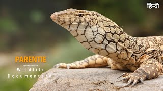 Perentie  हिन्दी डॉक्यूमेंट्री  Wildlife documentary in Hindi [upl. by Armilda]