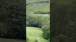 Red Kite Frenzy gigrinfarm redkite birdofprey kite birds ornithology nature raptor wales [upl. by Alexa582]