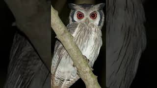 Dramatic Scops Owl [upl. by Conlen404]