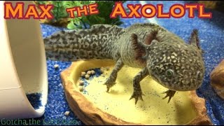 Silly Axolotl [upl. by Stephanie]