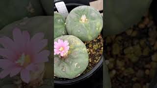 銀冠玉錦10 Lophophora fricii 2024 09 22 ＃shorts [upl. by Henden]