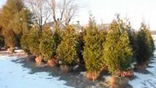 Bagworm Damage to Arborvitae Branches  Branches dying back [upl. by Henig]