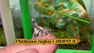 terrarium and custom accessories from didippus passionate about jumping spiders [upl. by Aseyt394]