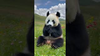 Field Feast Panda Edition 🐼🍃 animalshorts funnyanimals panda [upl. by Atinrahs533]