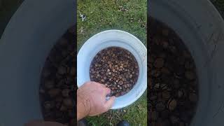 Collecting and sorting White Oak Quercus alba acorns themilkweedman whiteoak acorns akerns [upl. by Newton]