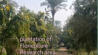 Landscape of new Floriculture field  modern Agri Techniques amp landscaping [upl. by Eterg]