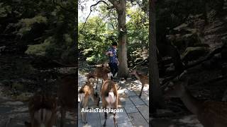 Deer 🦌 Park In Japan  日本の鹿公園  With Me deer park japan [upl. by Sivatco]