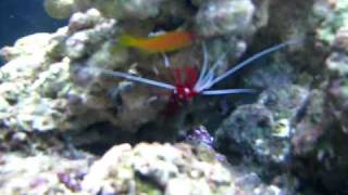 My three Lyretail Anthias in my new 75 Gallon Tank [upl. by Adnarb]