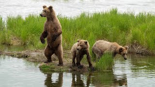 Katmai Bears  Part 2  quotThe Beady Bunchquot [upl. by Stevenson]