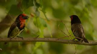 The Call of the Blackcollared Barbet [upl. by Nelehyram]