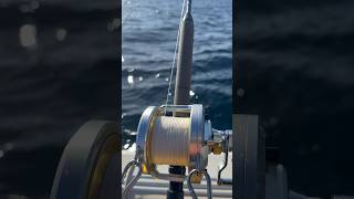 Talica 50 VS BIG GIANT BLUEFINTUNA tunafishing viralshort pesca ocean fishing bluefin shimano [upl. by Evin]