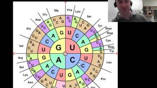 Translation protein synthesis part 2 of 2 [upl. by Otreblig838]