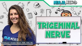 Trigeminal Nerve [upl. by Aynek]