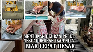 TAHAPAN PEMBERIAN PELET UNTUK IKAN NILA DARI MULAI BURAYAK HINGGA DEWASA  pf 500 pf 1000 [upl. by Ttennej709]