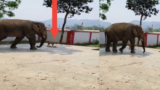 ❌Elephant attack Men😨 elephantattack elephant [upl. by Nuli]