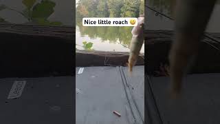 Ever caught a fish as small as this 😂 fishing fish fisherman nature wildlife animals [upl. by Eirrod885]