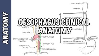 The Oesophagus Esophagus  Clinical Anatomy [upl. by Royo965]