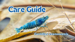 Freshwater shrimp care guide Caridina cantonensis [upl. by Kendrick365]