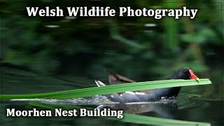 Moorhen Nest Building [upl. by Tnahsin]