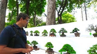 Shohin and Mame Bonsai Exhibition  Vietnam 2017 [upl. by Brackett]