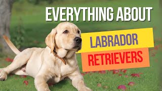 Everything You Need to Know About Labrador Retrievers [upl. by Matti]