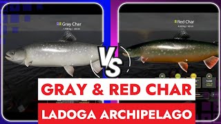 RUSSIAN FISHING 4  LADOGA ARCHIPELAGO  WACKY RIG AND CHAR HUNT [upl. by Crowe440]