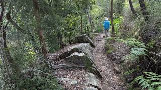 Casuarina Lyrebird and Carroll Creek Tracks [upl. by Catharine2]