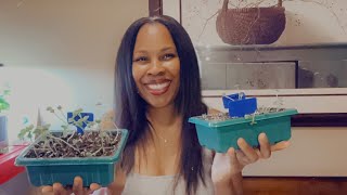 quotLate Night Seedling Transplant With Kay” 919 youtube video garden howto [upl. by Ahsrav354]