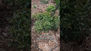 Tips For Dividing and Transplanting Perennial Plants perennial perennialgarden [upl. by Irollam549]