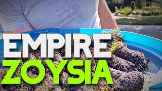 Empire Zoysia  Zoysia plugs time lapse [upl. by Zabrine]