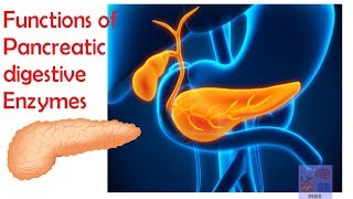 Pancreatic digestive enzymes amp their functionsMedicine basics simplified [upl. by Shapiro305]