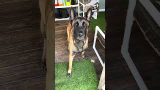 Dog Vs Ghillie Suit Hide And Seek dog dogfunny malinois ￼ [upl. by Delastre322]