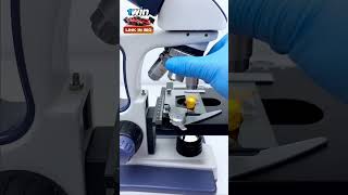 Dornitos under microscope  microscope dornitoes youtube facts testing5minutecrafts asmr [upl. by Flanna]