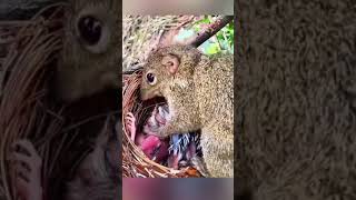 squirel attack on birds in nest birds squirel bird birdslover [upl. by Llemar]