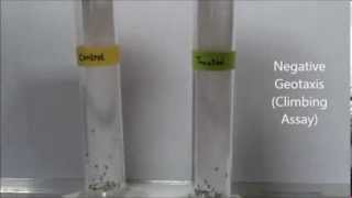 Negative geotaxis assay in Drosophila [upl. by Lyall]