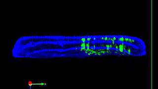 3D reconstruction of a wing of a Drosophila midlate pupa expressing NostrinEGFP [upl. by Nodnahs705]