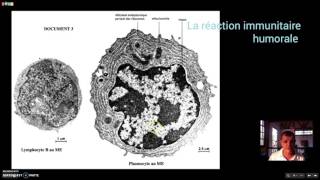 La réaction immunitaire humorale [upl. by Cowley]