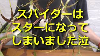 蜘蛛だって飼っているよ！～ オドントブラッシア・ブラックスパイダーの紹介～ 前回のコブラはちょっとアレだったけど、今回の蜘蛛は美しいよね？？～ デンドロじじいの洋ラン万年初心者 070 [upl. by Aitam757]