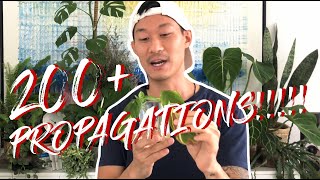 The ultimate houseplant propagation video featuring 200 plants with growth updates [upl. by Whall]