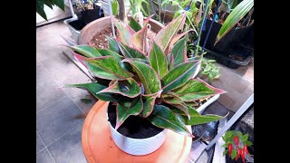 Red Aglaonema Care A Guide to Growing Chinese Evergreens [upl. by Randolf]