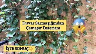 VİRAL OLAN VİDEO👇 Duvar Sarmaşığından Çamaşır Deterjanı Yapılır Mı❓️Ne kadar Temizler [upl. by Suzette511]