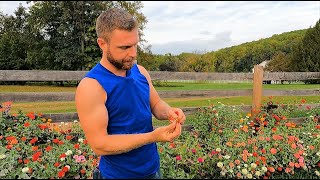 Saving Zinnia Seeds for Next Years Unique Mix [upl. by Treblah]