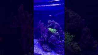 Possum wrasse clownfish and firefish goby feeding frenzy reeftank clownfish coral aquarium [upl. by Mcnamara]