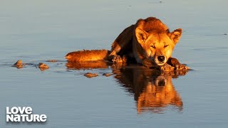 The Dingo Australias Apex Predator  Secrets of WIld Australia 102107 [upl. by Nileve604]