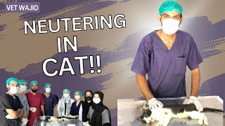 Cat Neuter Surgery🐈  FelineTom Castration Video  Sindh Agriculture University Tandojam [upl. by Acnaiv]